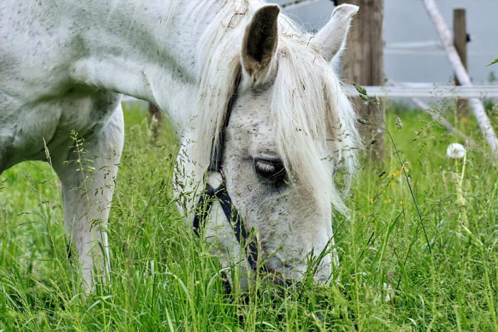 Is Eating Wet Grass Bad For Horses? What Vets Say About It Horse FactBook
