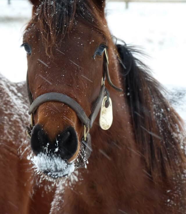 Warming Up A Cold Horse Make Sure Your Horse Doesn’t Suffer This