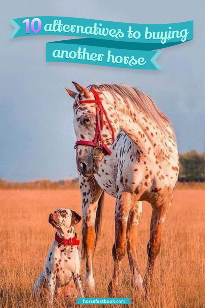 What Makes A Good Companion For A Horse? 10 Alternatives To Buying