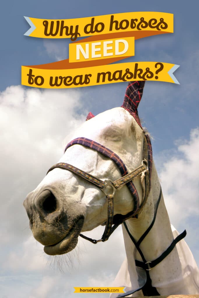 Why Do Horses Wear Masks? Everything You Need To Know Horse FactBook