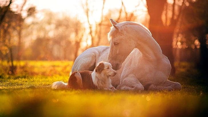 What Makes A Good Companion For A Horse? 10 Alternatives To Buying ...