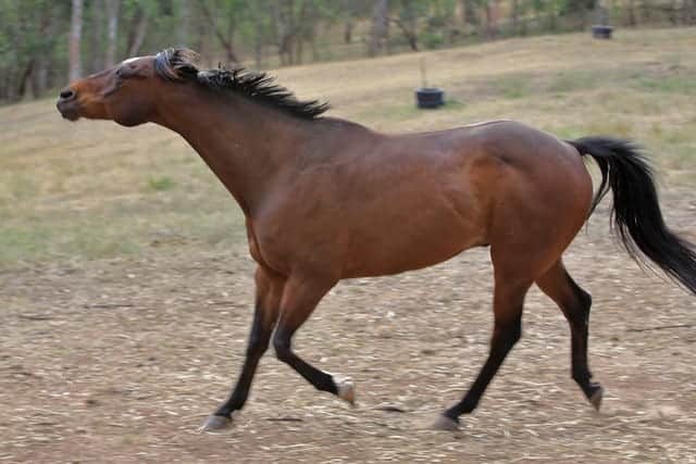 Some horses will follow your as a way of trying to assert their dominance