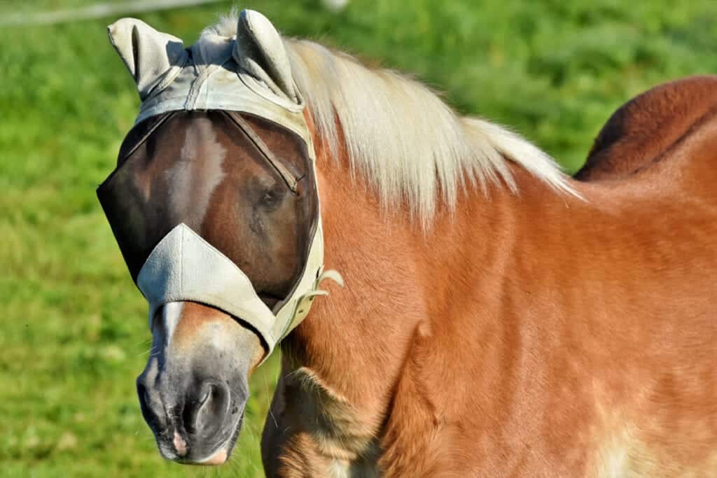 Why Do Horses Wear Masks? Everything You Need To Know Horse FactBook