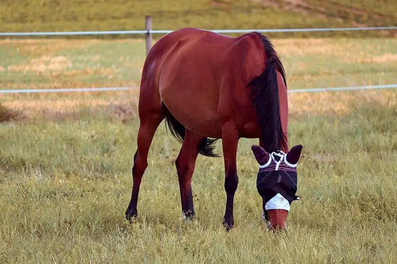 Horse masks can hep to keep ticks as well as flies away