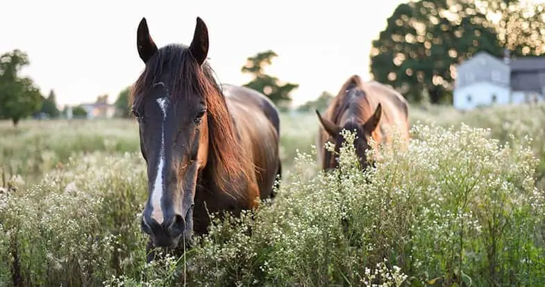 Horses following each other is often a sign of affection