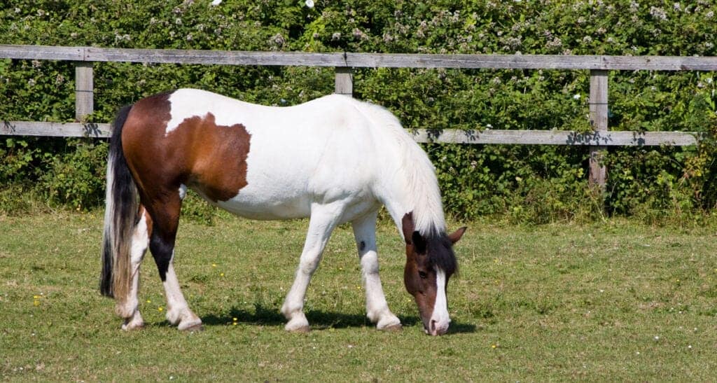 What Makes A Good Companion For A Horse? 10 Alternatives To Buying