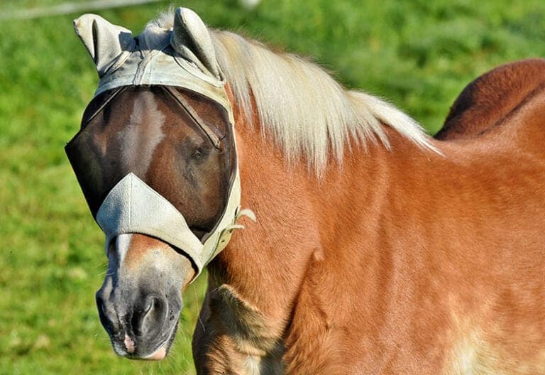 Why Do Horses Wear Masks? Everything You Need To Know Horse FactBook