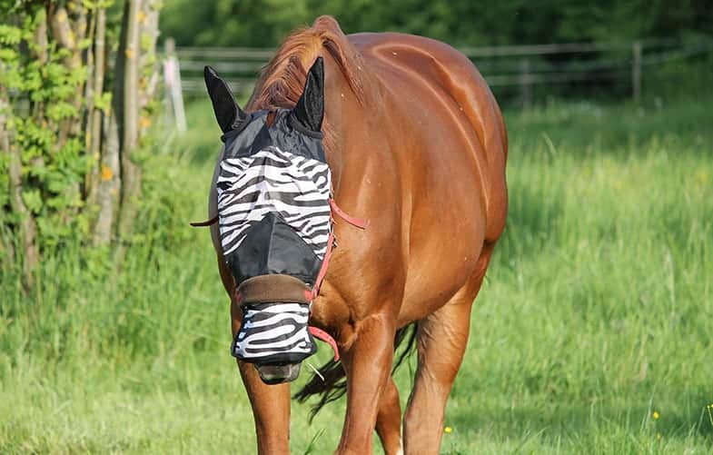 Horse masks are available in a range of colors and designs