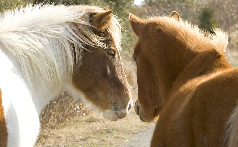 Horses share air as a way of showing each other affection, like humans kissing