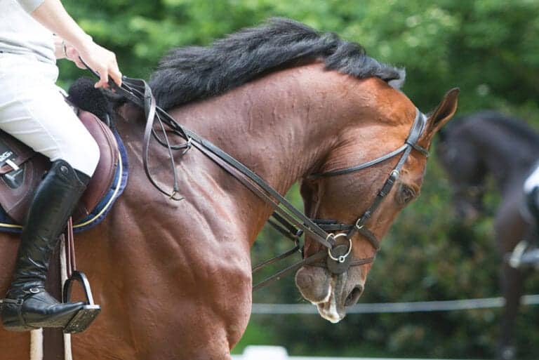 Punishing Horses Why It Never Works & 6 Alternatives That Do Horse