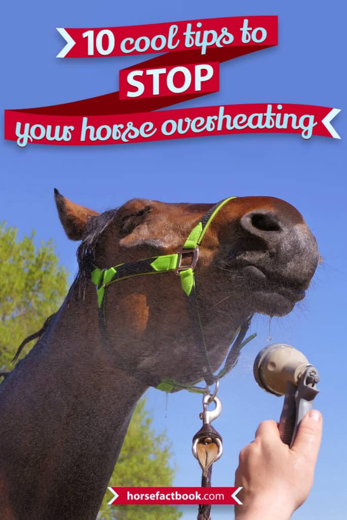 10 Cool Tips To Stop Your Horse Overheating When The Mercury Rises Horse FactBook