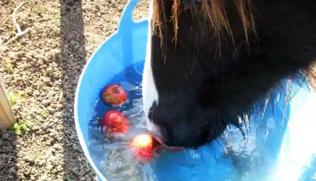 Putting apples in your horse's water can help to keep him occupied for a long time