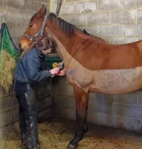 You can clip your horse in the summer too if he has a heavy workload or a thick coat.