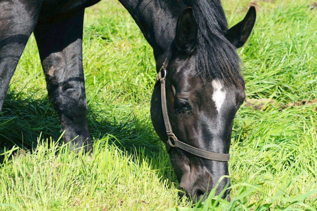 How Much Does It REALLY Cost To Own A Horse In Canada? Horse FactBook