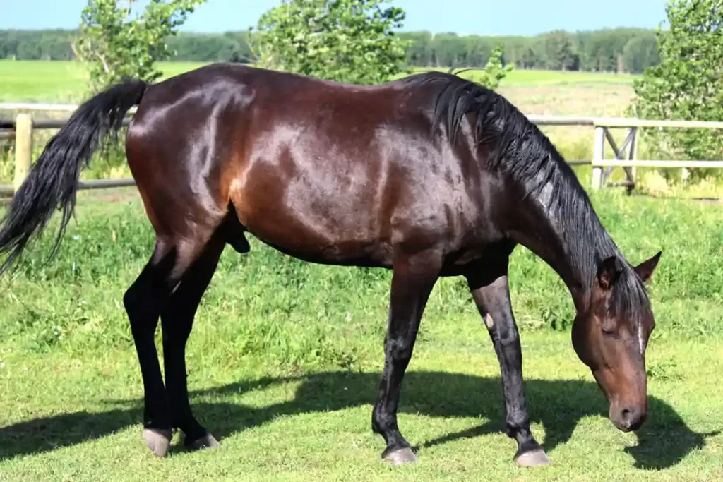 Why Don’t Horses Throw Up? The Facts About Why Horses Can’t Vomit