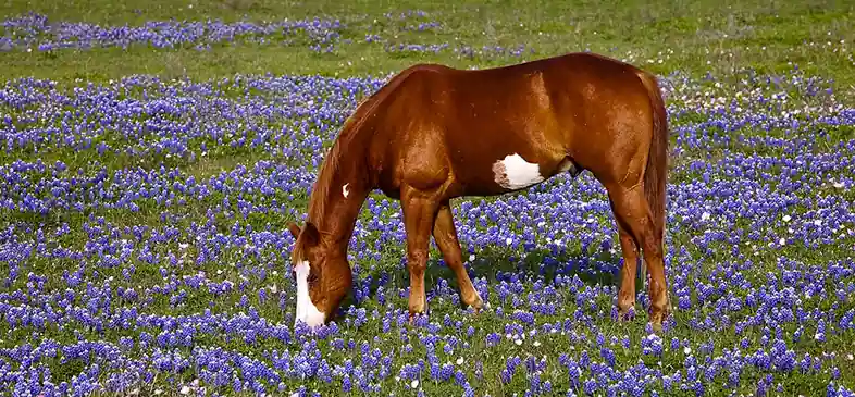 Because horses can't vomit you need to be careful what you allow them to eat