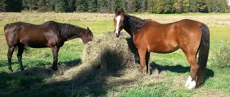The cost of hay can be affected by the weather