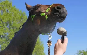 Hosing your horse down will keep him cool