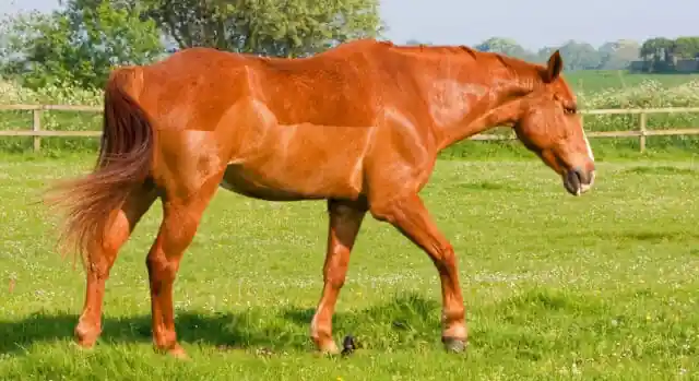 A chestnut horse called Firecracker