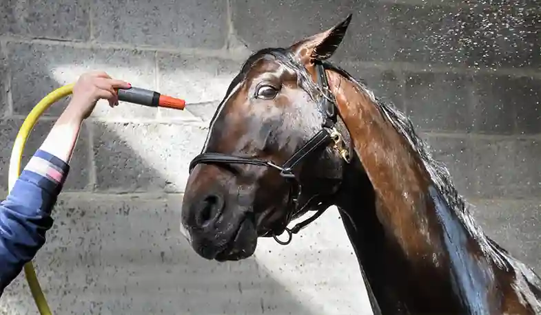 What's the best way of cooling a hot horse down?