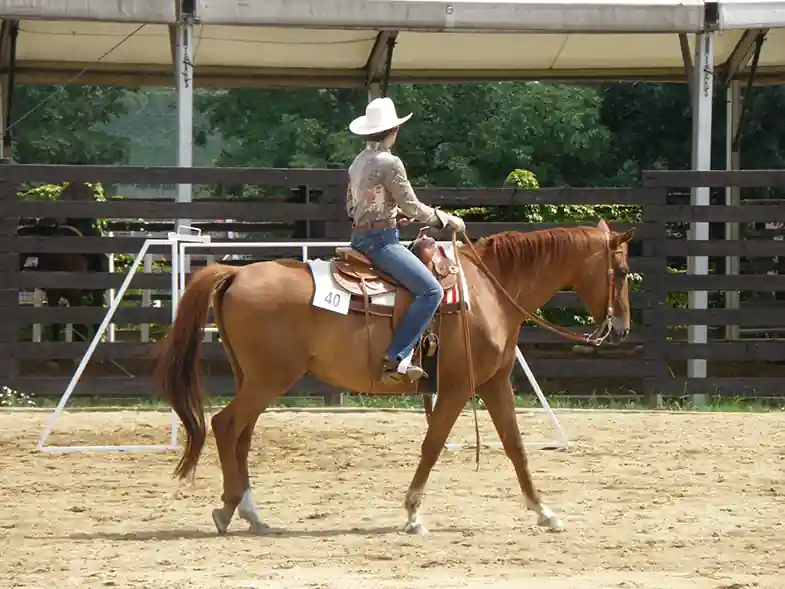 Riding lessons are often an overlooked factor n budgeting for horse ownership