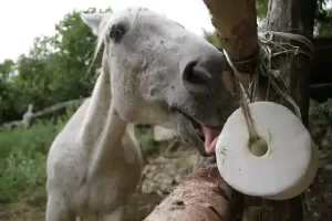 Making sure your horse has enough salt can help to cool him down