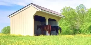 Providing your horse with a shelter will help to keep him cool when the temperature is high