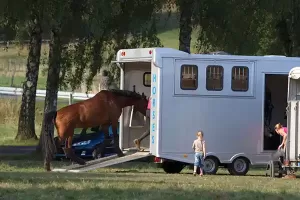 Trailering your horse in the early morning or late evening will help to keep him cooler during the summer