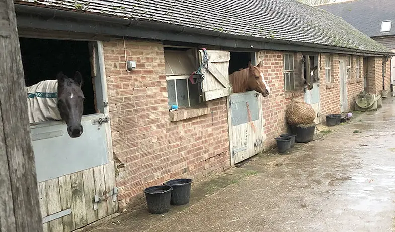 Do the other horses at the boarding yard look happy?