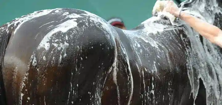 Washing your horse without a bucket can save a lot of time
