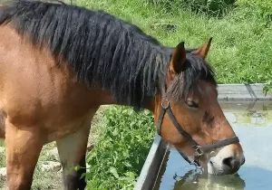 Making sure your horse has enough water will really help to keep them cool