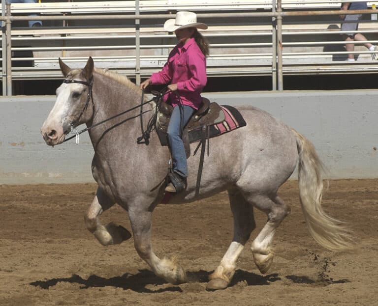 How Much Weight Can A Horse Carry? (With Charts) Horse FactBook