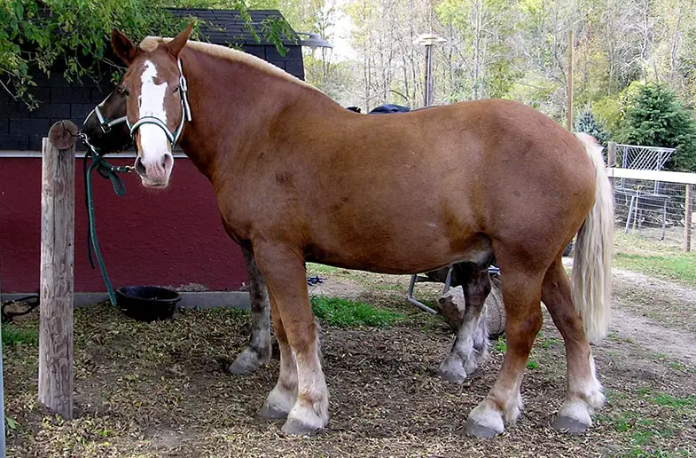 Some draft horse breeds are prone to PSSM