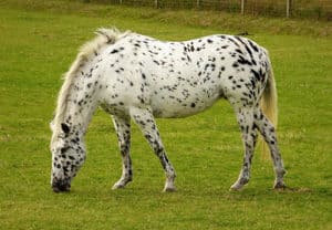 The Appaloosa's popularity has made it cheaper than you might think