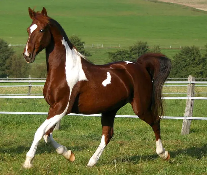 27 excellent names for brown and white horses