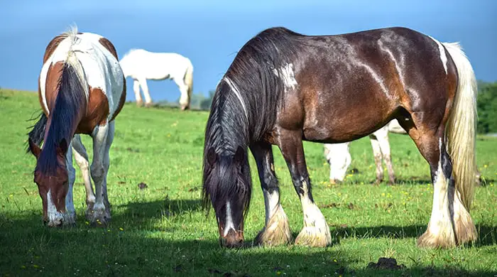 27 excellent names for colored horses