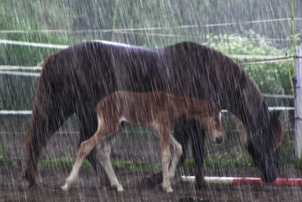 Can Horses Cope With The Rain? All You Need To Know About Keeping A