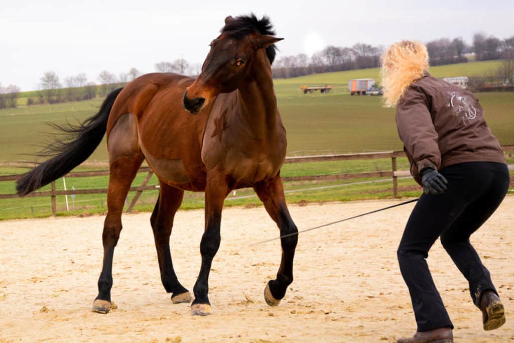 HELP! Why Doesn’t My Horse Like Me And How Can I Get Them Too? Horse