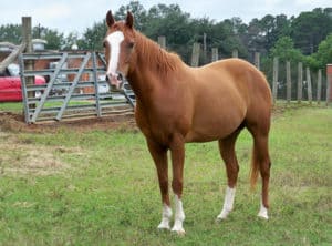 Despite not being a registered breed the Grade Horse can often have a strong pedigree