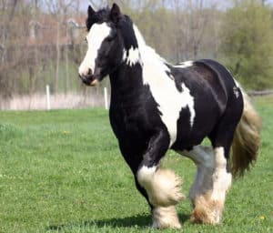 The Gypsy Vanner's distinctive color makes it a popular breed