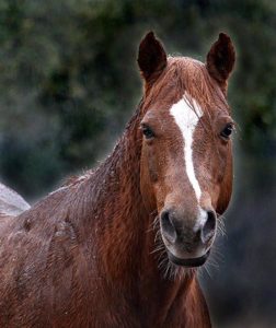 Is it okay to leave a horse out in the rain?