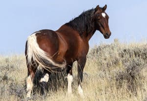 The Mustang is probably the cheapest horse breed you can buy