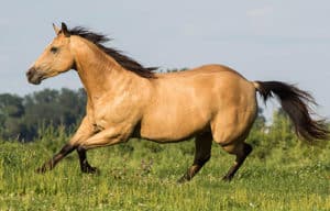 The Quarter Horse is amongst one of the cheapest horse breeds to buy