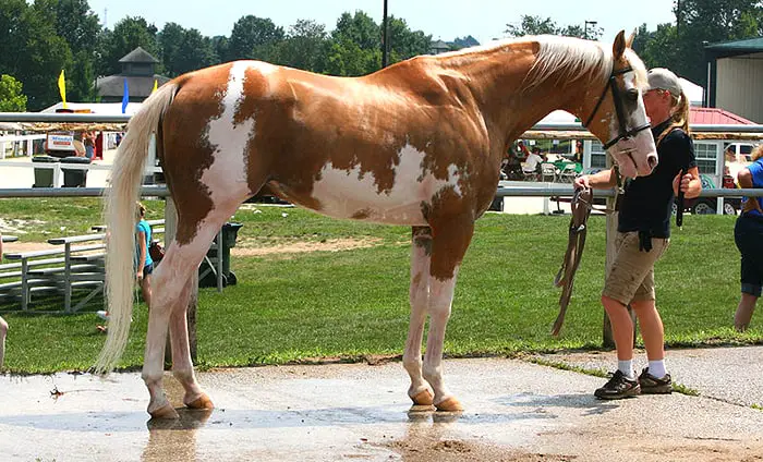27 excellent show names for colored horses