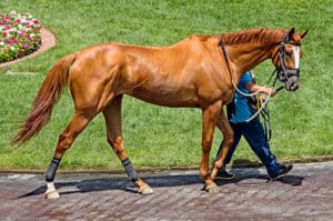 Thoroughbreds are much cheaper than you might think, especially if they're OTTBs