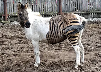 A cross between a zebra and a horse with pinto markings