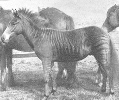 Romulus, the oldest know zorse