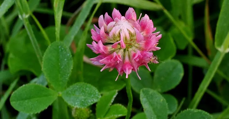Alsike clover can be fatal for horses