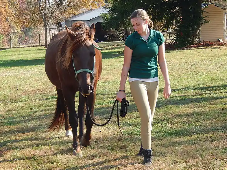 The Tennessee Walker is ideal for beginners