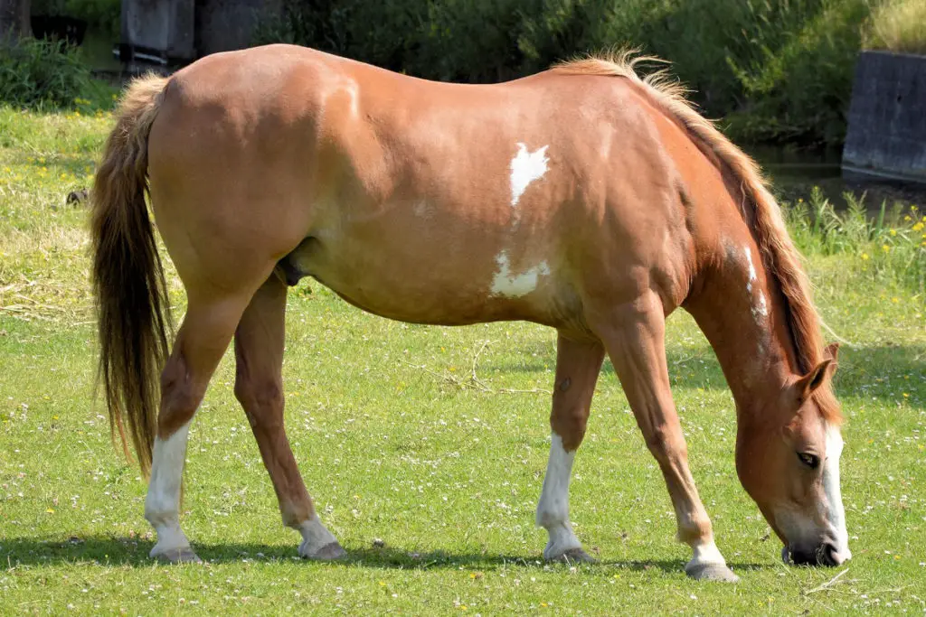 Reducing the cost of your horse's upkeep could be the difference between keeping them or having to sell them